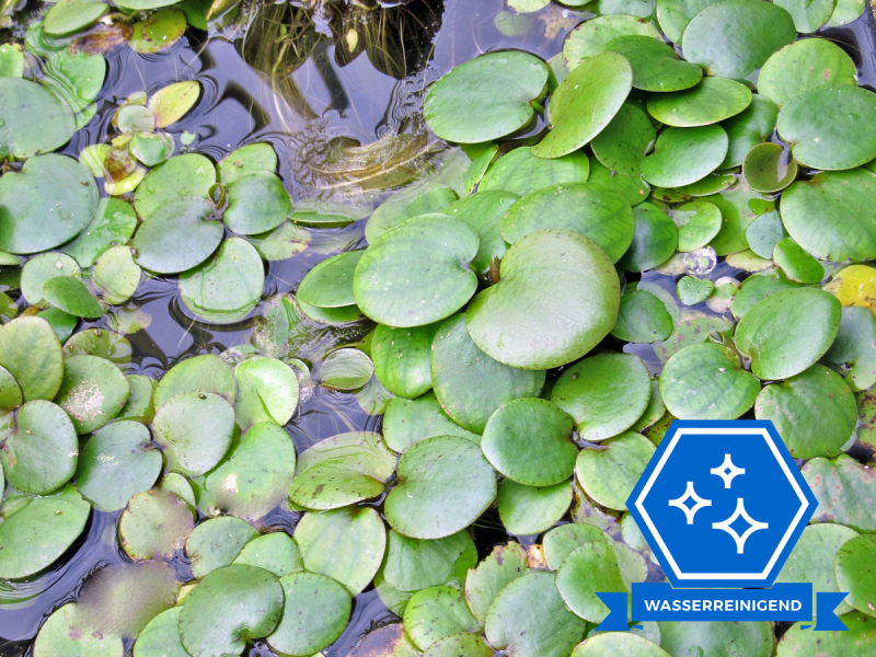 Froschbiss - Hydrocharis morsus ranae